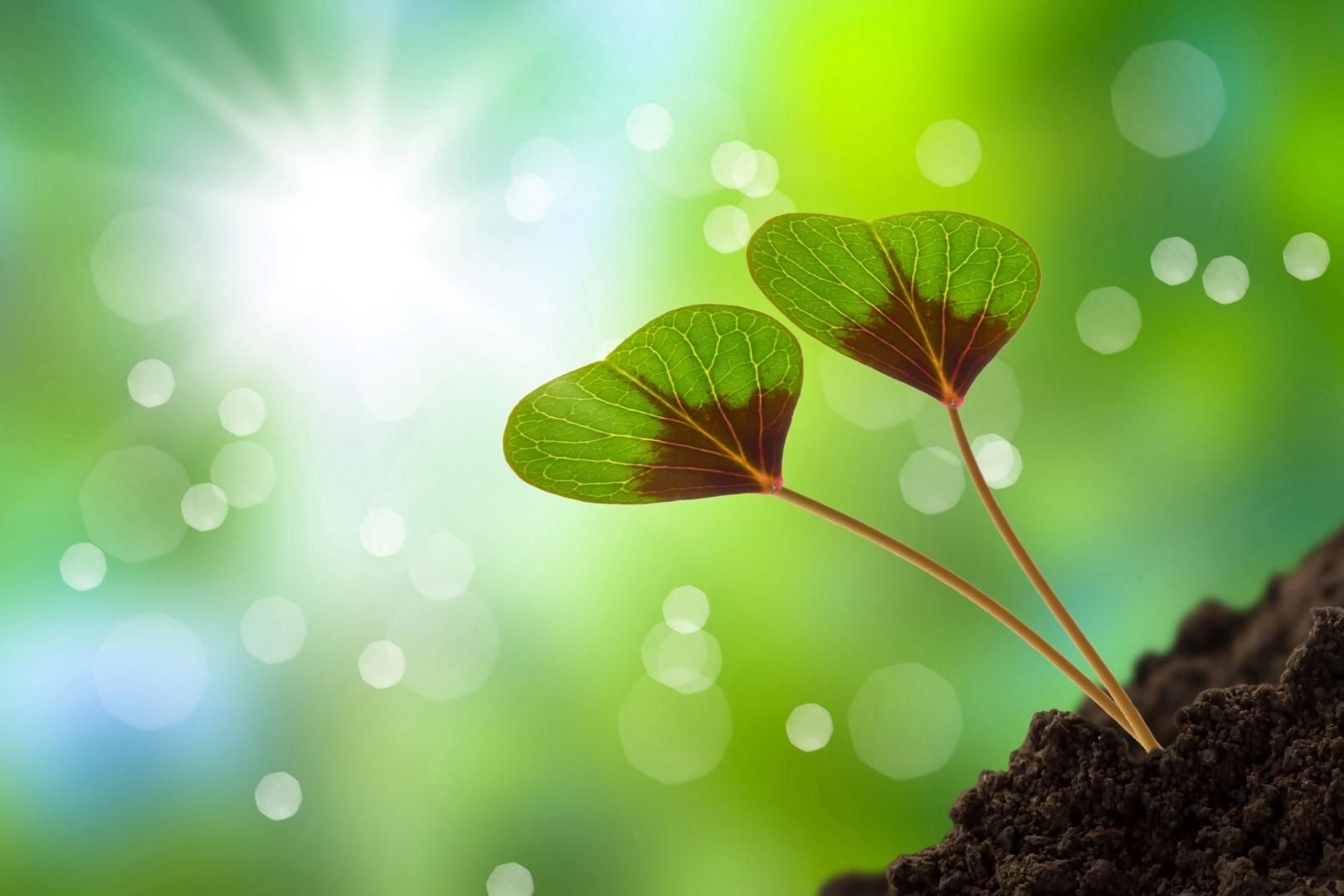 © istockphoto  | Oroscopo: a ogni segno il suo fiore