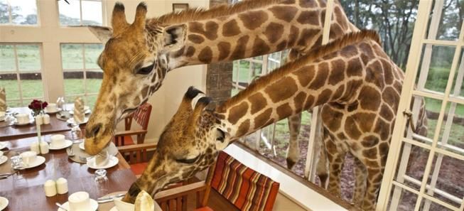 © istockphoto  | 
      <p>Kenya: il Giraffe Manor,  dove si fa colazione in compagnia dei simpatici animali dal collo lungo </p>
   