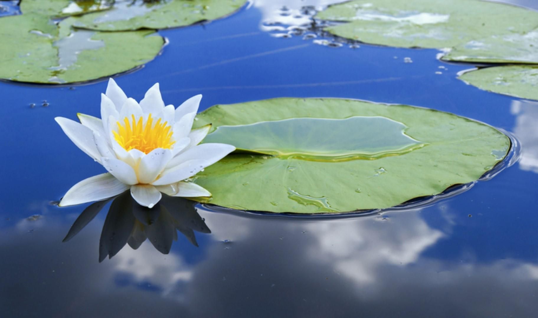 © istockphoto  | Oroscopo: a ogni segno il suo fiore