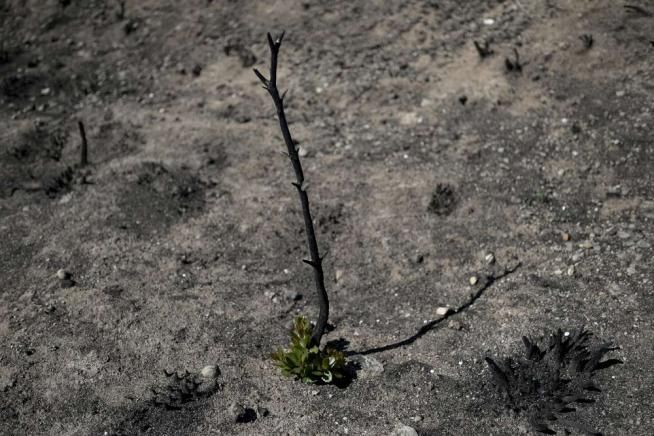 © -afp  | 
   