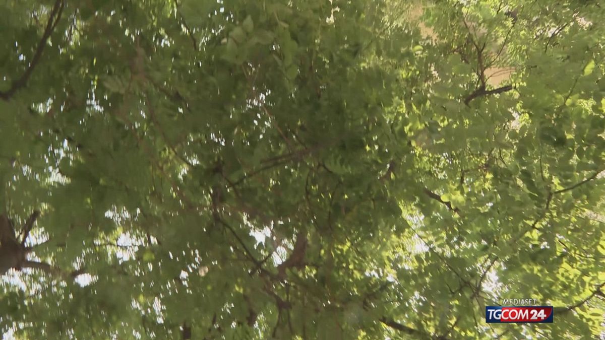 18.05 MILANO, TAGLIA GLII ALBERI