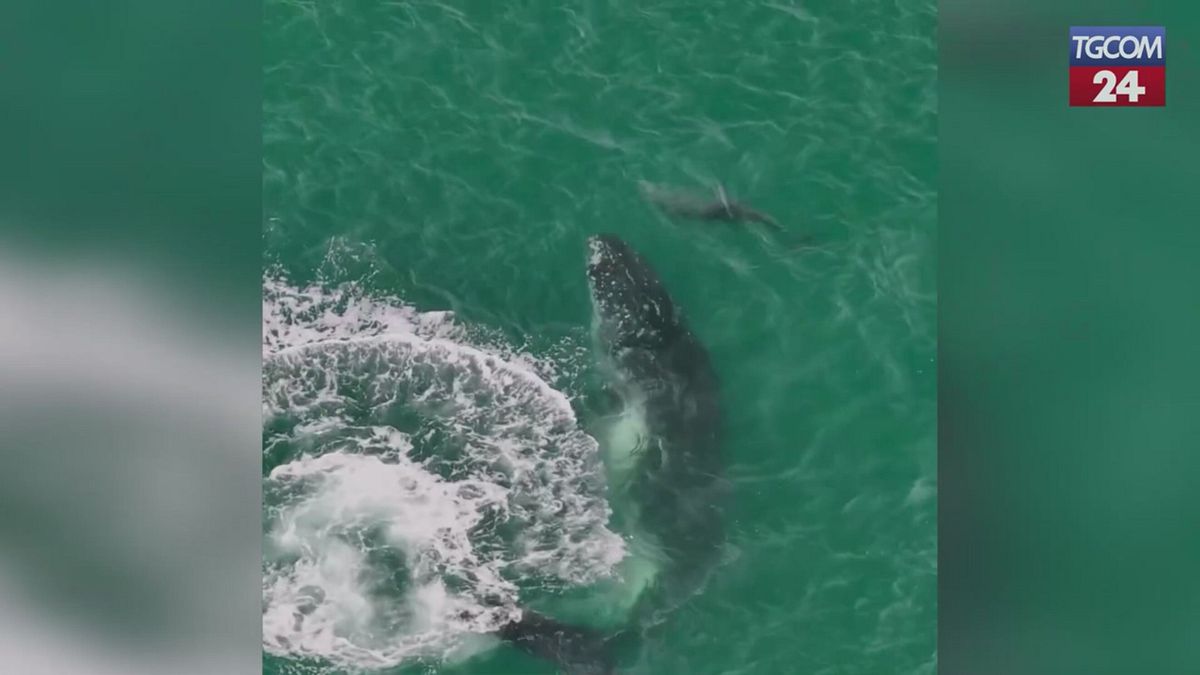 Australia, la megattera si perde: in suo soccorso arrivano i delfini