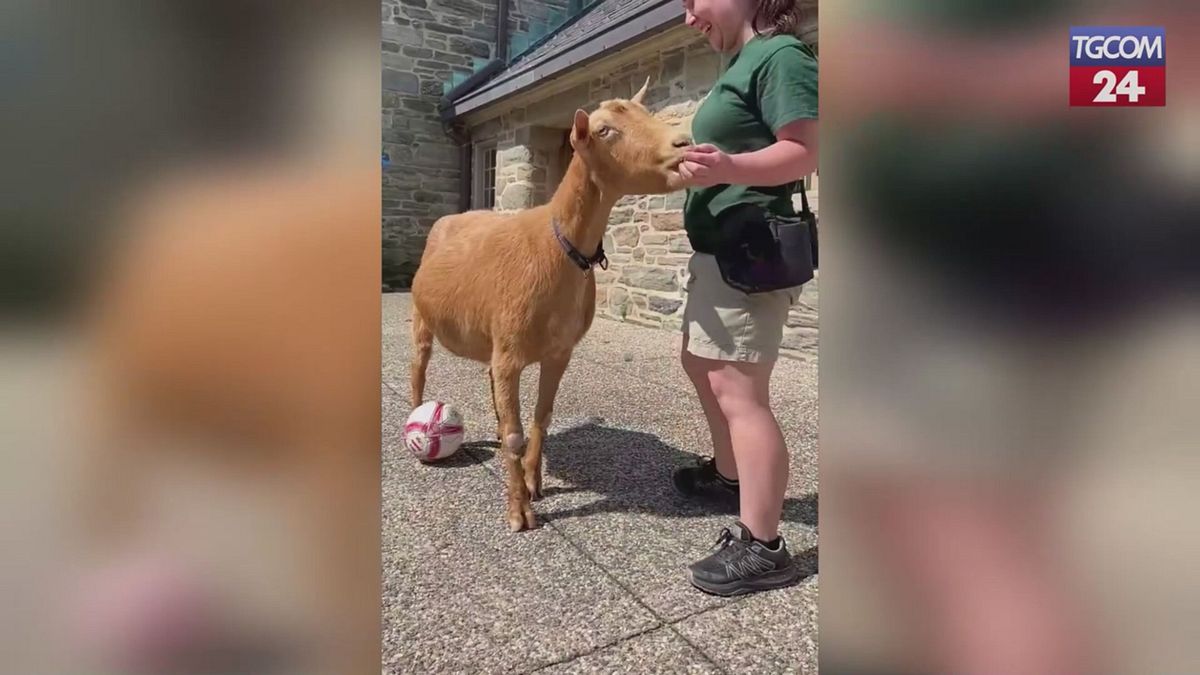 Zoo di Philadelphia, ecco perché non si può più dire che un giocatore è "una capra"
