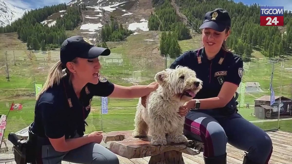 Animali, il nuovo spot della polizia contro l'abbandono