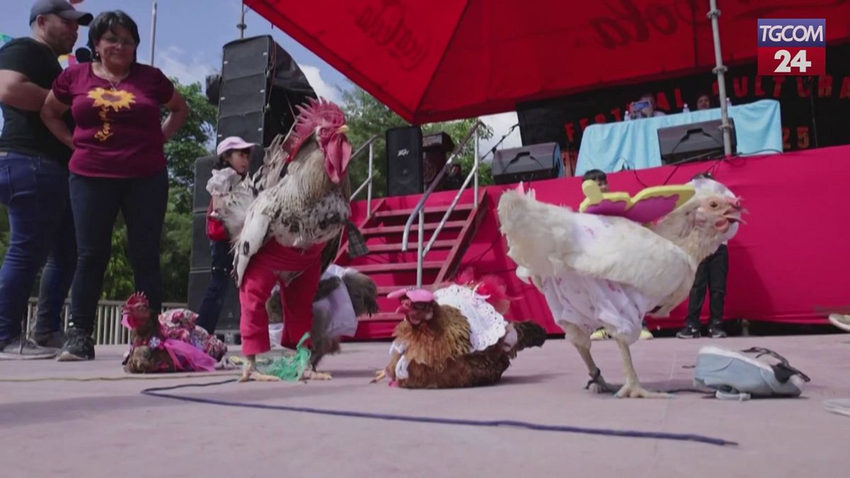 In Honduras sfilano i volatili più eleganti, premiati galli e galline in abiti originali