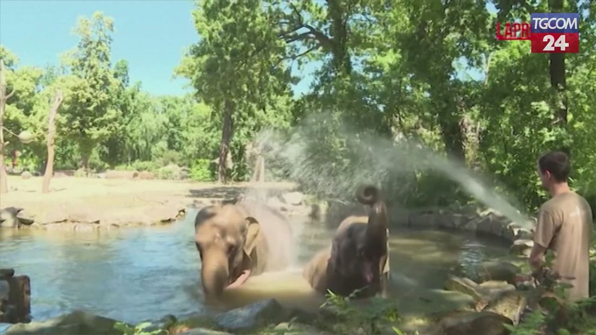 Berlino, allo zoo scatta il piano rinfrescante per tutti gli animali