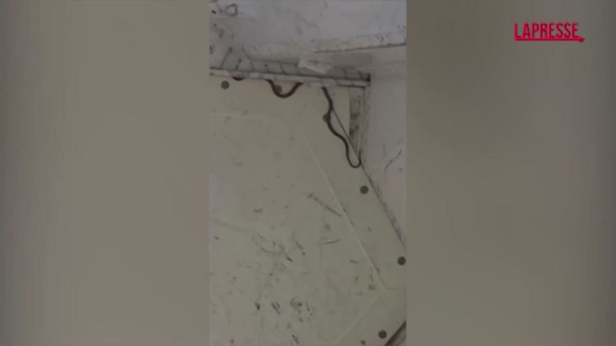 Australia, serpente a bordo: volo ritardato di due ore