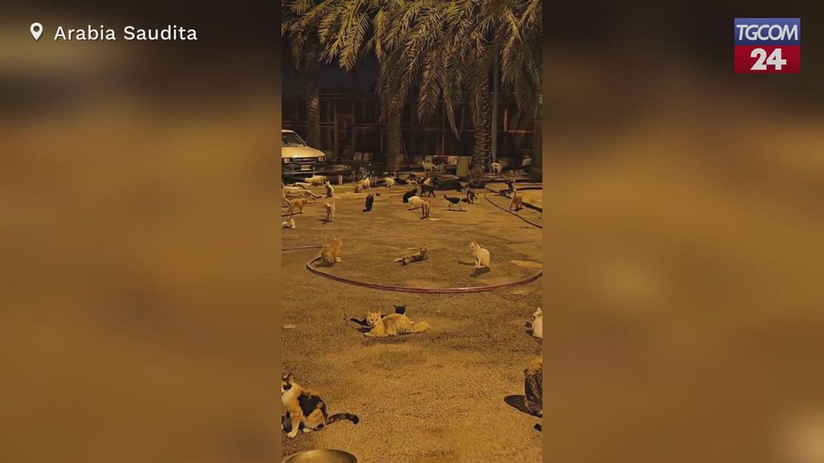 Arabia Saudita, una strada invasa da centinaia di gatti
