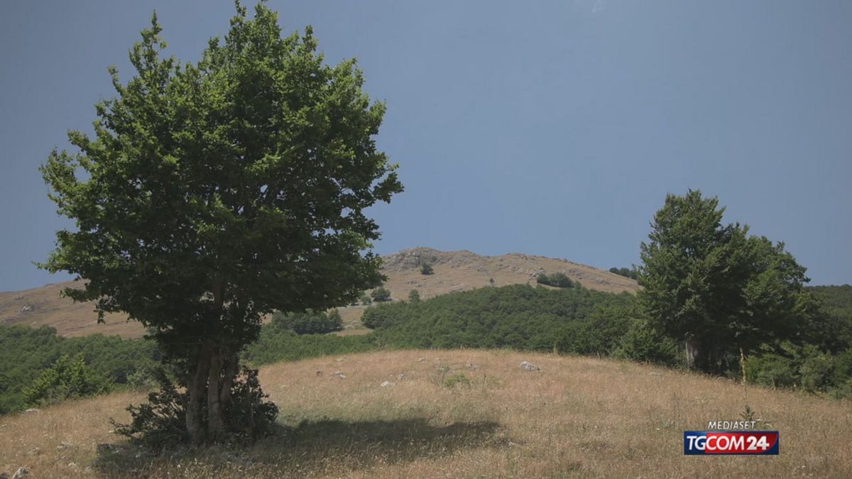 18.00 IL FOTOGRAFO DEGLI ORSI  SRV