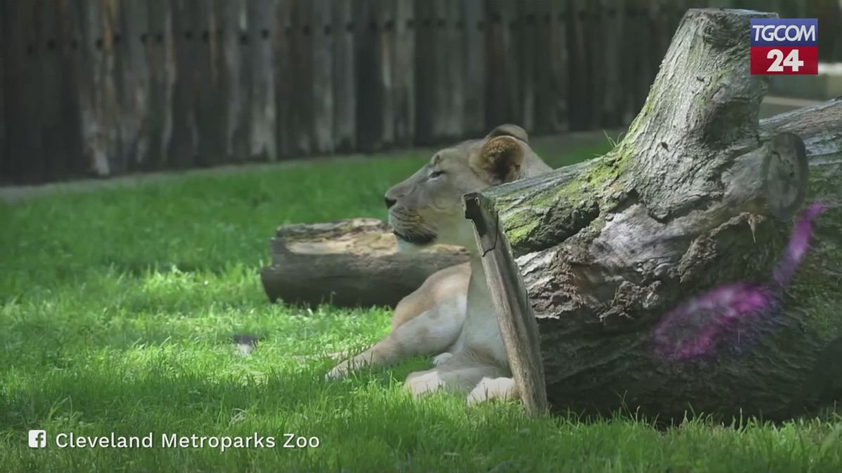 Usa, una nuova leonessa allo zoo di Cleveland: benvenuta Amirah
