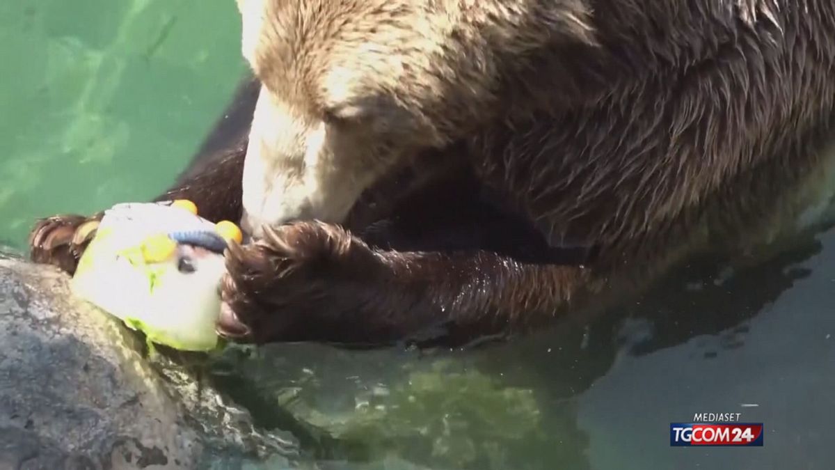 18.00 ZOO E ANIMALI AL CALDO SRV