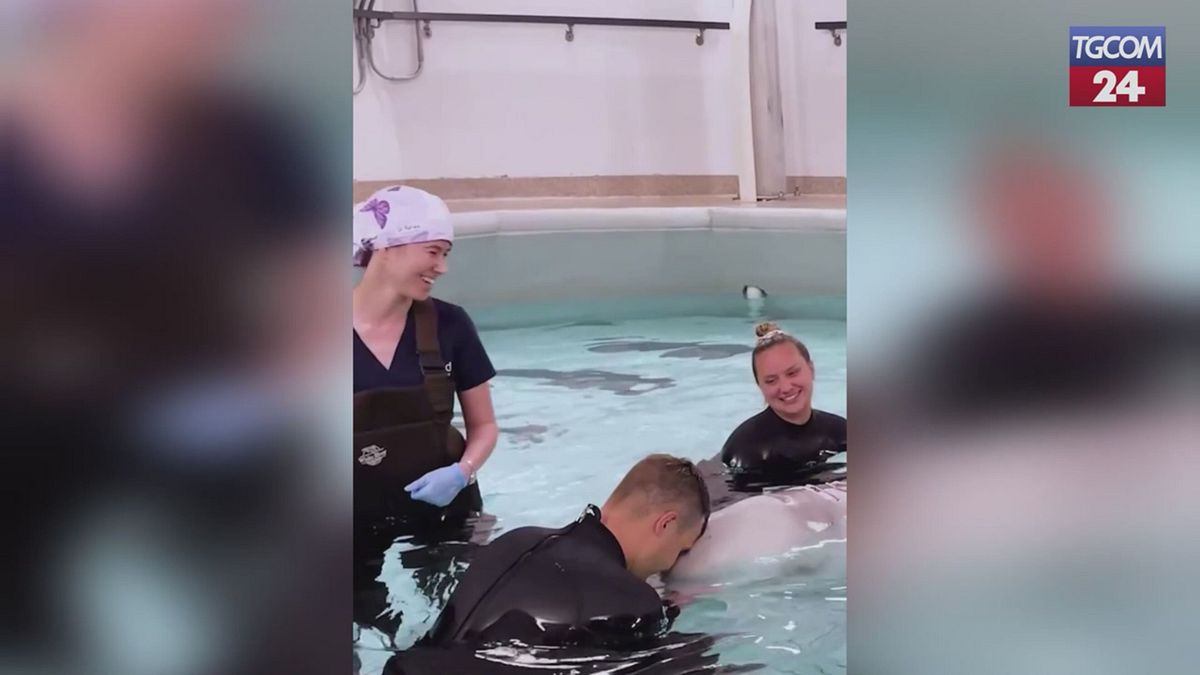 Chicago, balena beluga sopravvive all'anestesia generale: è il primo caso