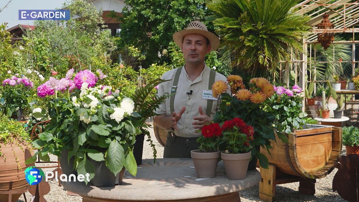 E-Garden: le dalie