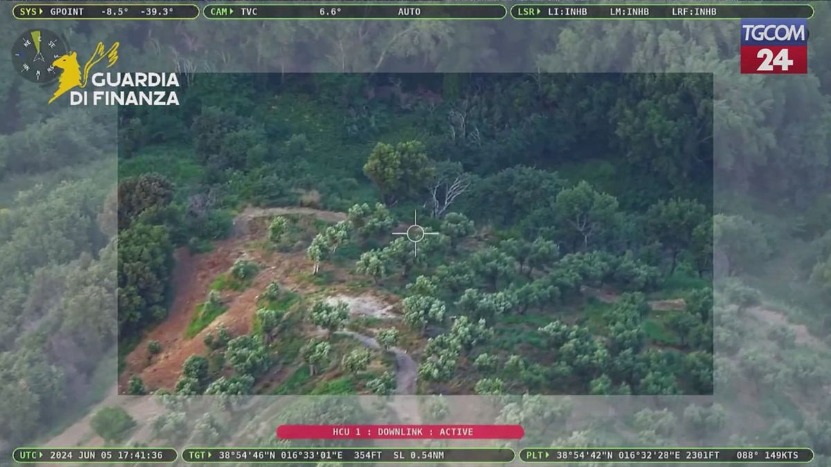 Vibo Valentia, scoperte piantagioni di canapa indiana: sequestrate 1.350 piante