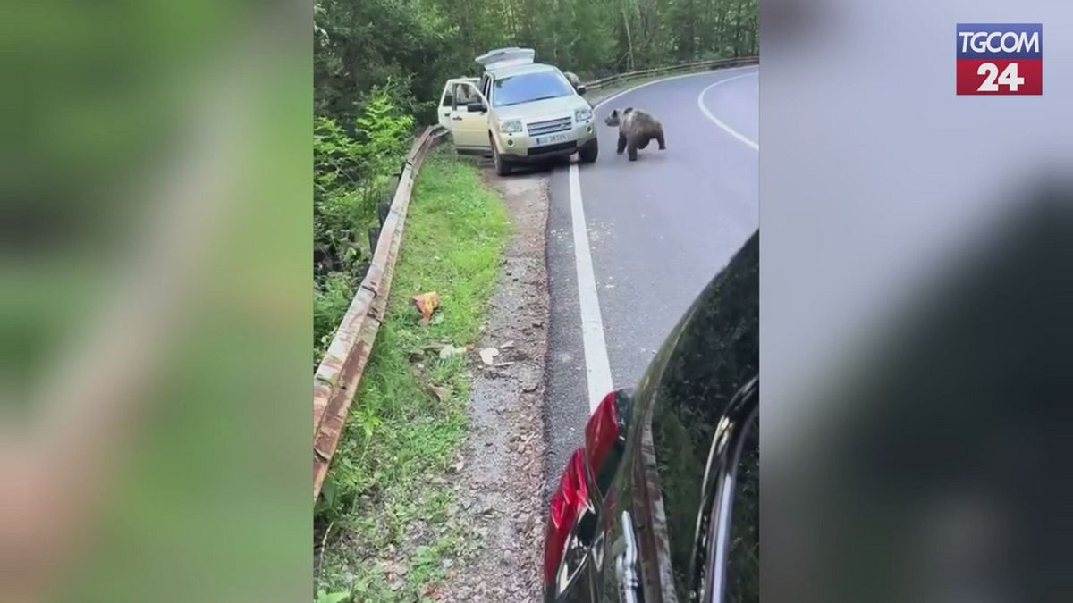 Romania, sorpreso  da un orso mentre sosta a bordo strada: la fuga dell'uomo