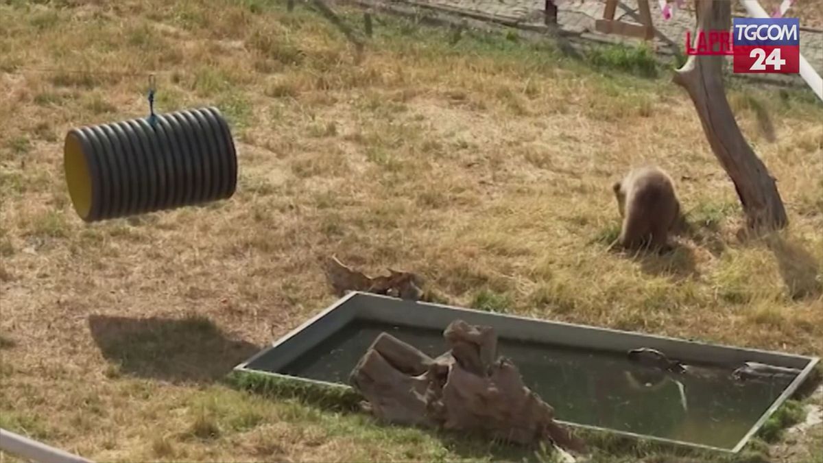 Kosovo, cucciolo di orso salvato dalla tratta illegale: le immagini della sua nuova "casa" a Pristina
