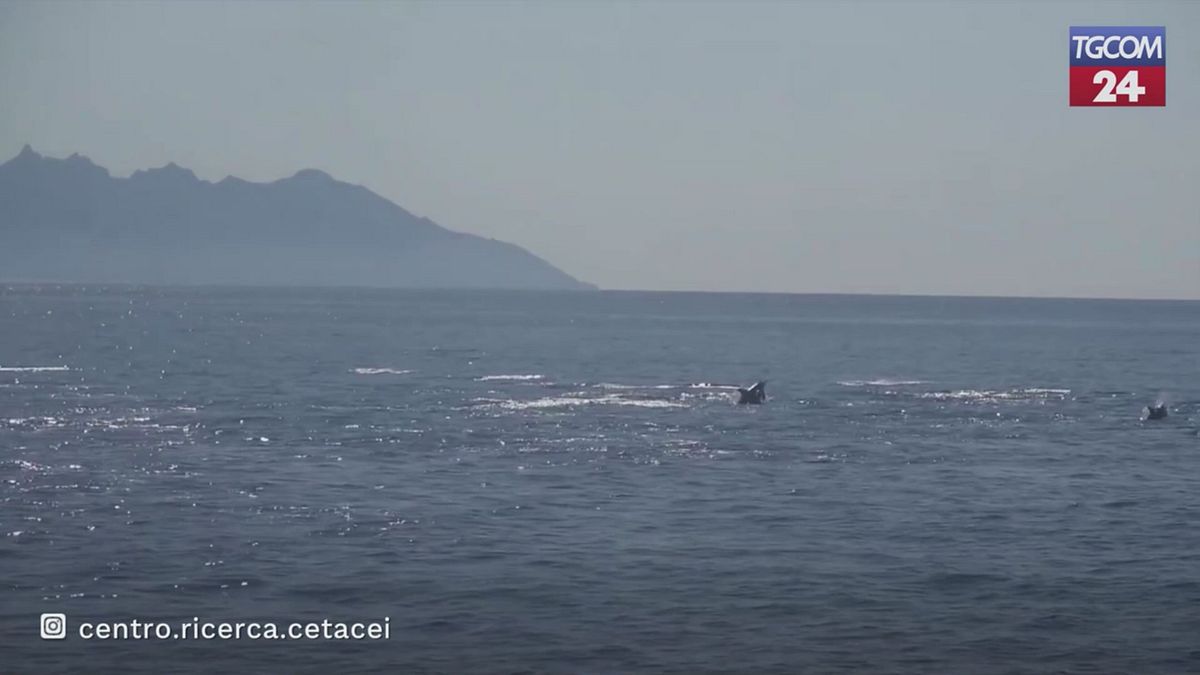 Oltre 50 delfini avvistati tra Toscana e Corsica: salti e giochi tra le onde