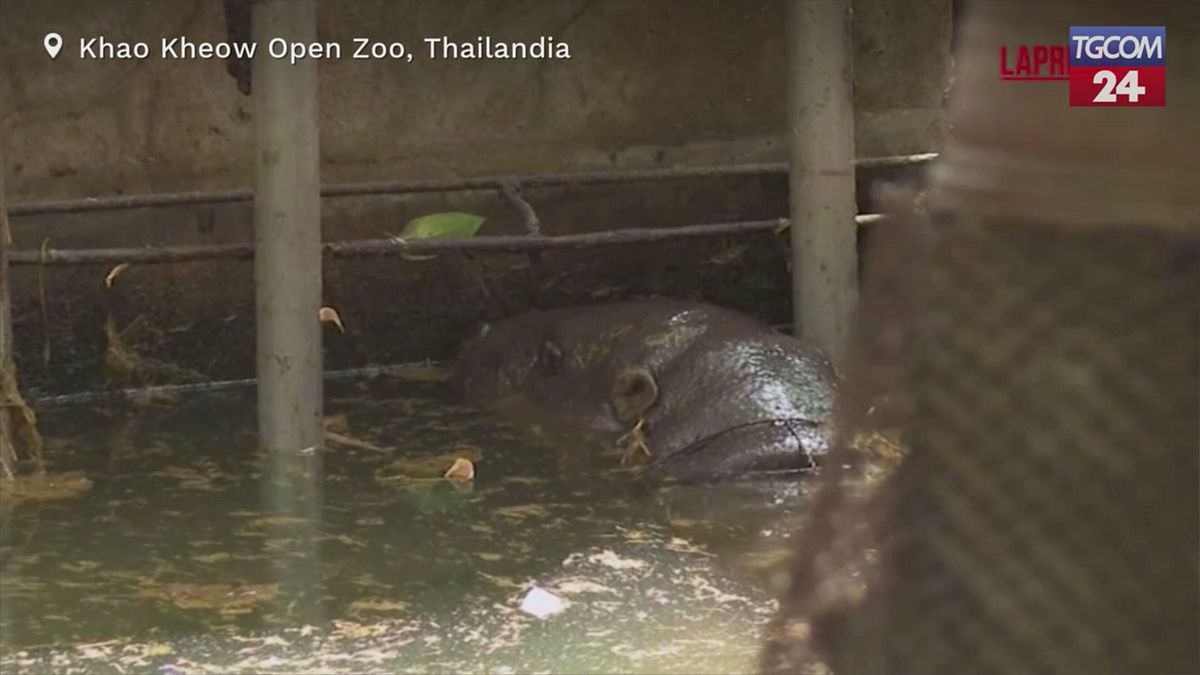 Thailandia, il baby ippopotamo Moo Deng festeggia un anno