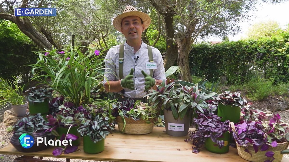 E-Garden: l'erba miseria