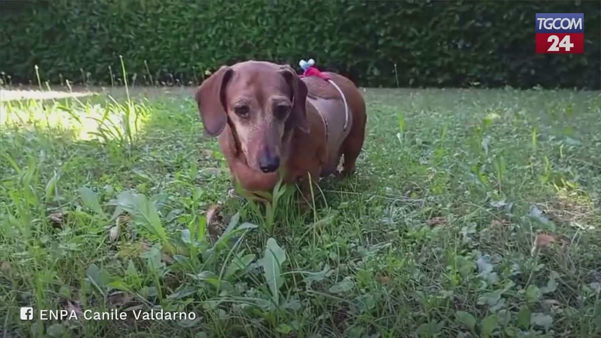Picchiata dal padrone, salvata appena in tempo: il ritorno alla vita della piccola Ofelia