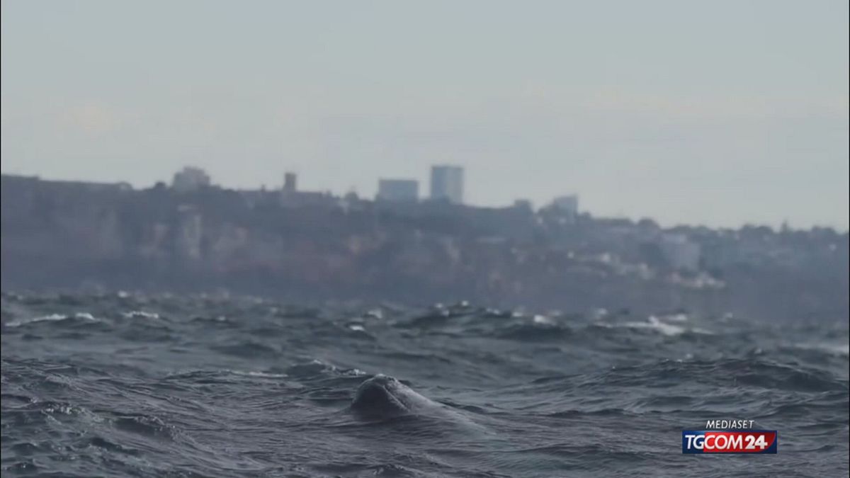18.00 BAIA DI SIDNEY E BALENA SRV