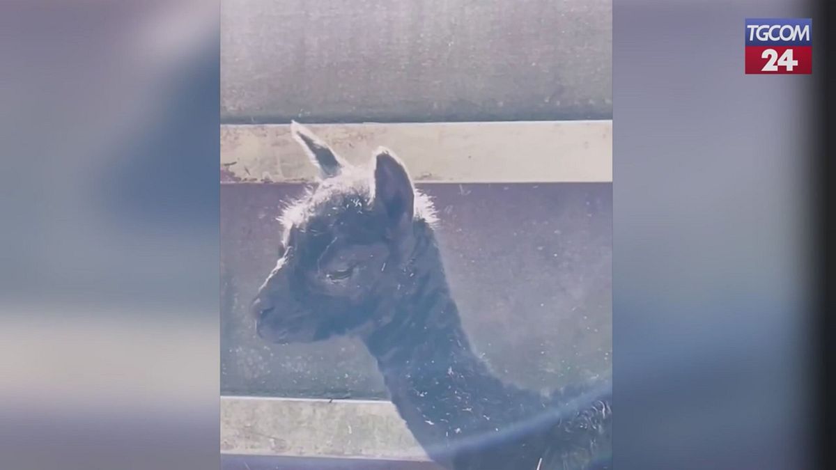 Germania, fiocco rosa alla fattoria degli alpaca di Kleve