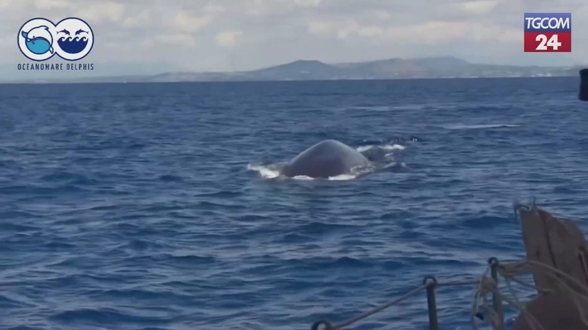 Ischia, balenottere avvistate a pochi metri dalla costa