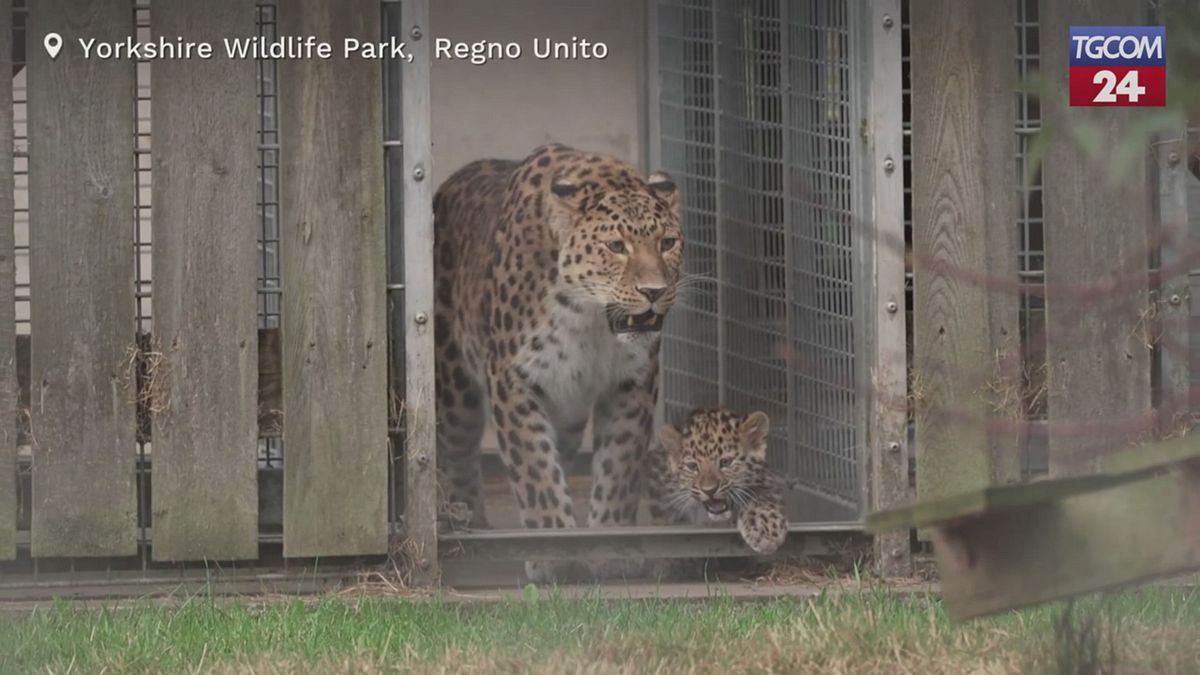 Regno Unito, i cuccioli di leopardo esplorano il mondo per la prima volta