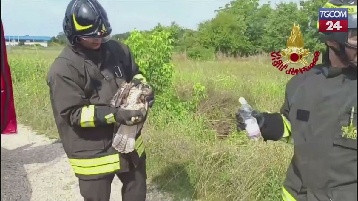 Gorizia, poiana incastrata tra i cavi della luce: salvata dai vigili del fuoco