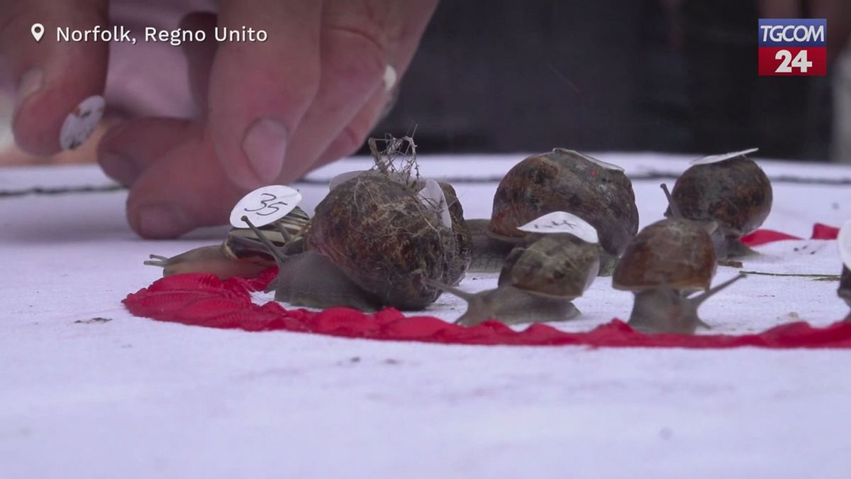 Regno Unito, via al Campionato mondiale di corse di lumache a Norfolk