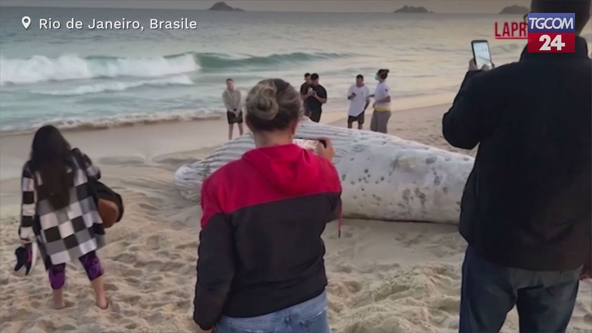 Brasile, balena trovata morta sulla spiaggia di Rio de Janeiro