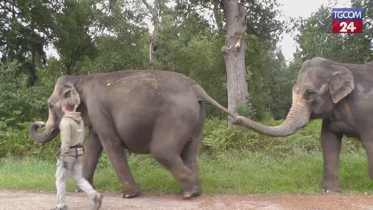 Germania, gli elefanti si godono la pensione allo zoo di Ströhen