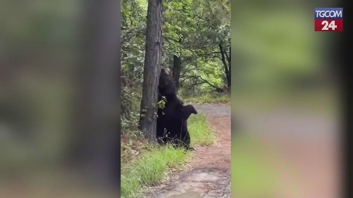 Messico, orso nero si gratta la schiena: la scena ripresa da ciclisti nel parco