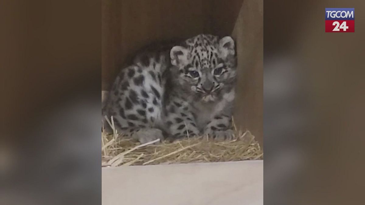 Allo zoo di Chester arriva un cucciolo di Leopardo delle nevi,  è il primo nella storia del parco