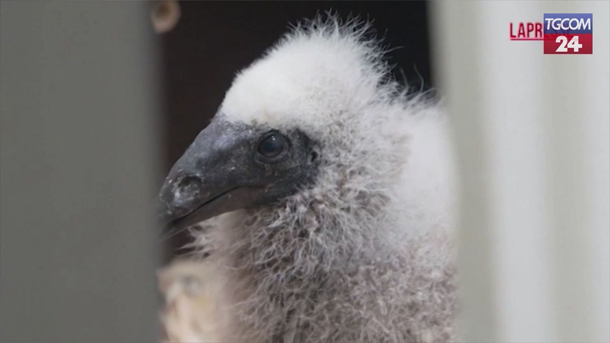 Praga, i guardiani dello zoo diventano burattinai per dei cuccioli di avvoltoio orfani