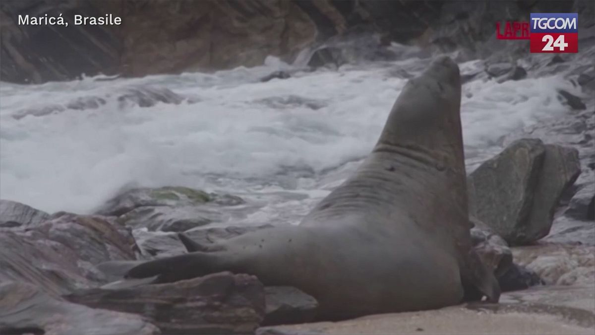 Brasile, un elefante marino trovato su una spiaggia di Maricá