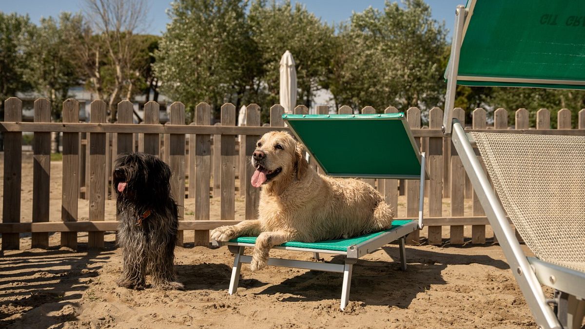 Spiaggia dedicata ai cani a Grado - ph Benjamin Bilkic