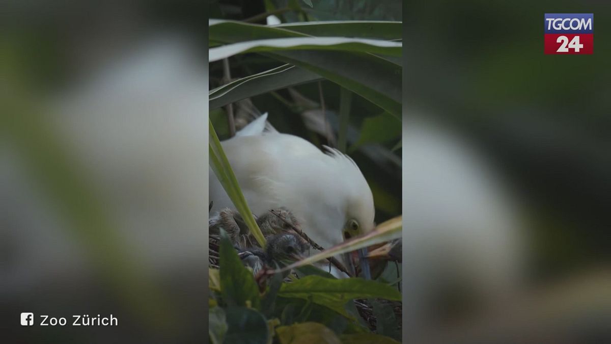 Zoo di Zurigo, quattro piccoli di airone beccolargo nati nella foresta Masoala