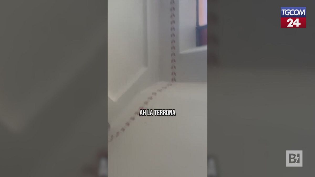 "Vattene, terrona di m...", la denuncia di una studentessa cacciata di casa a Venezia