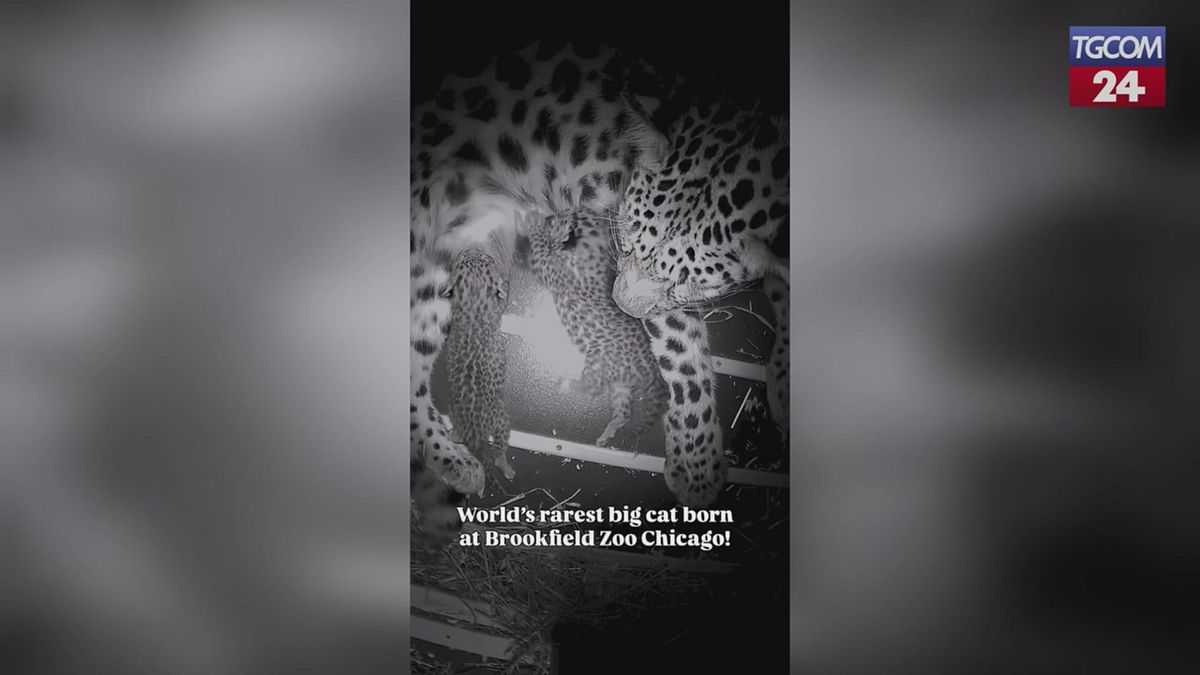 Chicago, nati due cuccioli di leopardo dell'Amur: specie in via di estinzione