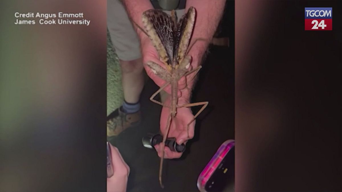 Australia, scoperto un insetto stecco enorme