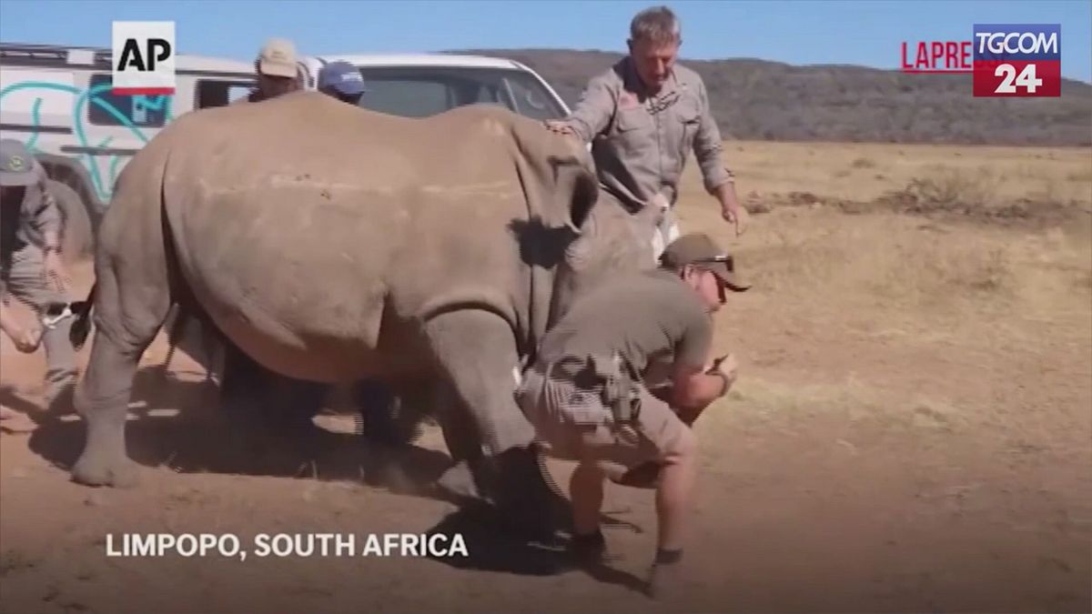 Sudafrica, iniettano materiale radioattivo nei rinoceronti: il piano contro il bracconaggio