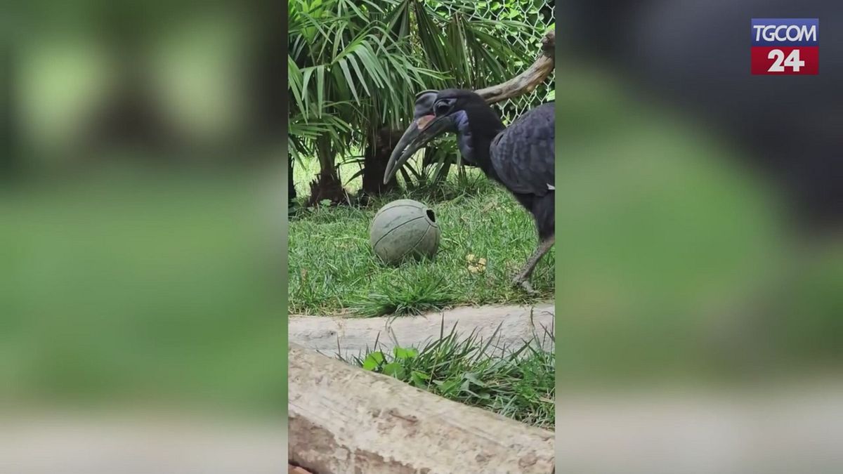 Al Parco Faunistico Le Cornelle i bucorvi abissini rubano la scena: tra coccole e giochi con la palla