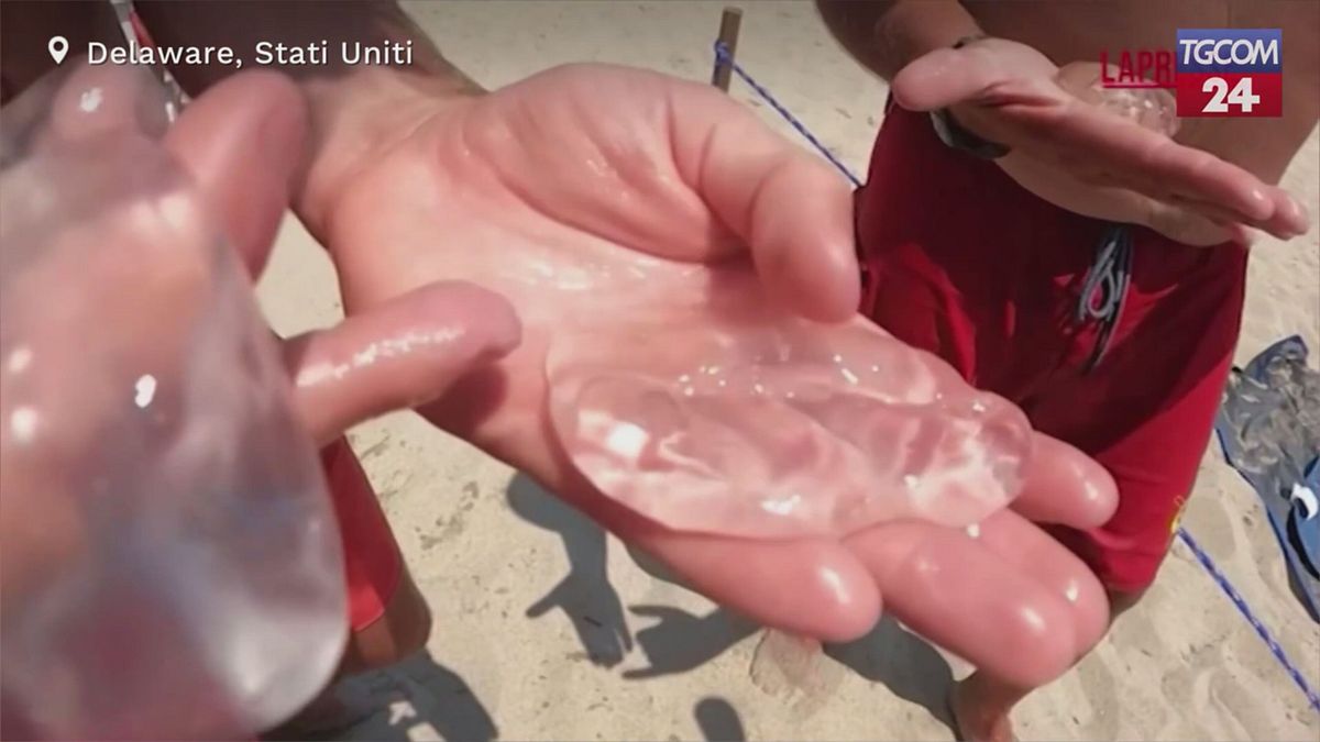 Usa, invasione di meduse lungo la costa del Delaware