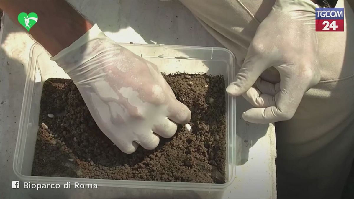 Roma, al Bioparco nascono 52 lucertole delle Eolie: ecco la schiusa delle uova