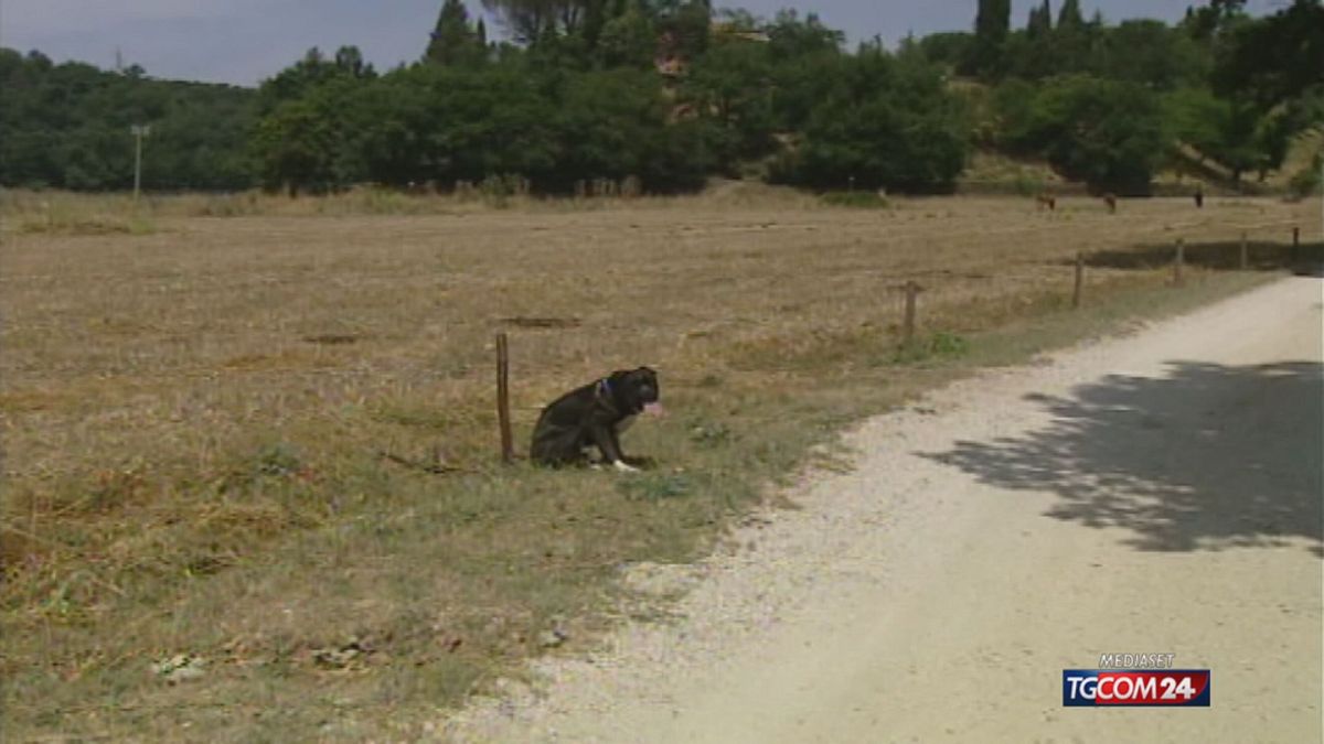 18.05 BRAMBILLA E IL PITBULL