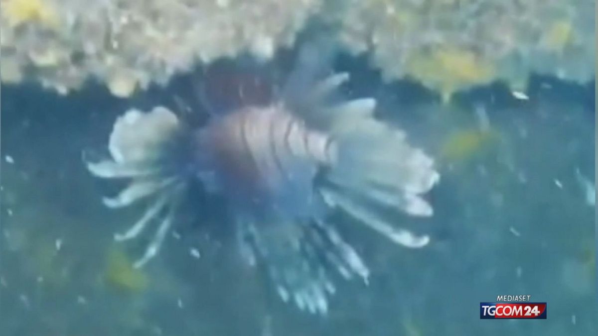 12.00 PESCE SCORPIONE A SANTA CATERINA SRV
