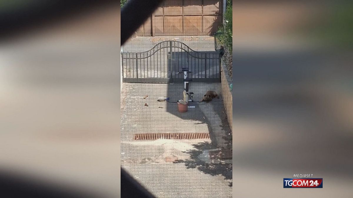 12.00 GIUGLIANO, CANE ABBANDONATO E MORTO SRV