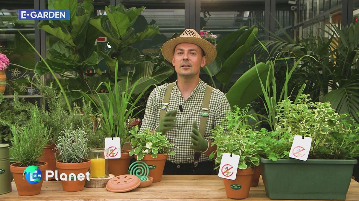 E-Garden: piante anti zanzare