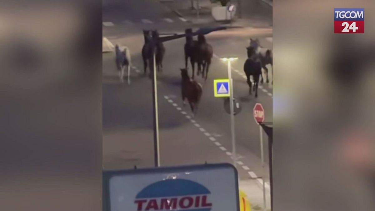 Cuneo, la corsa in centro dei cavalli fuggiti da un maneggio